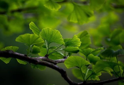 植物提取物與天然香料 天然精華的多維世界